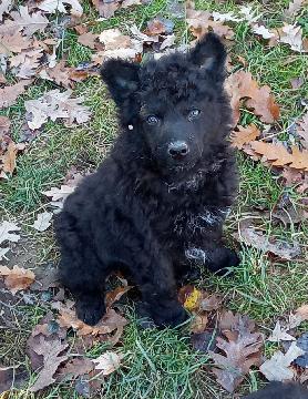 Steniatka maleho plemena mudi